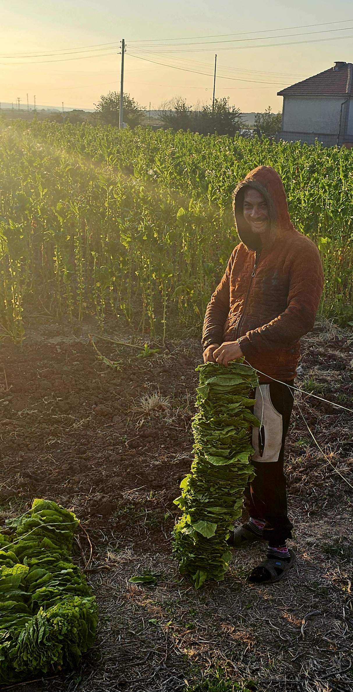 Coffee picker