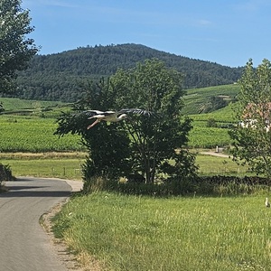 Stork fly-by